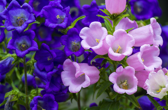 Fototapeta Canterbury bellflower . blue bell flower (campanula)