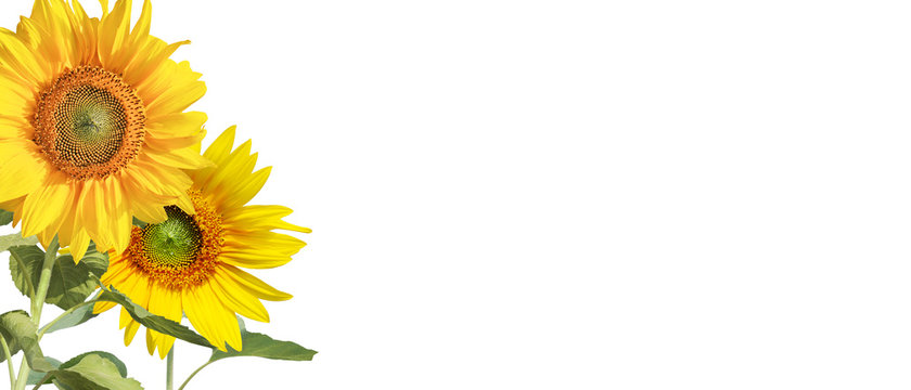 Sonnenblumen auf weissem Hintergrund