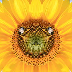 Wunderschöne Sonnenblume mit einer Biene