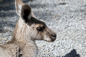 eastern grey kangaroo