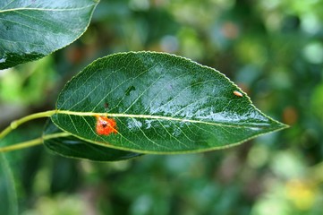 Birnengitterrost, Birne, Blatt ,Erkrankung,Pilz