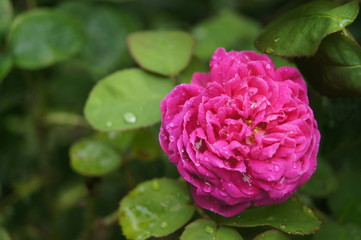 Historische Rose, english old rose,fuchsia,selten