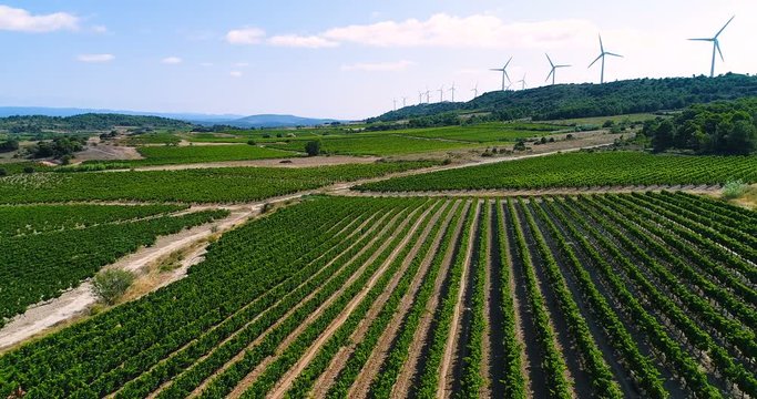 paysage de vignes avec &eacute;olienne en fond