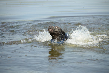 Fototapeta premium Swimming dog