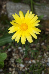 Ringelblume,Heilpflanze, Blüte