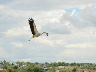 White stork, a thoughtful parent, flying in the clouds and carrying bedding material in its beak to the nest
