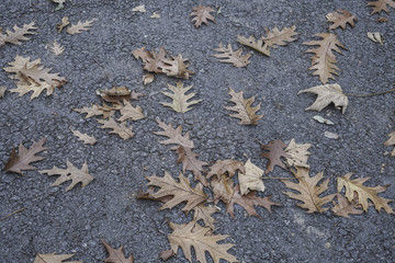 dried autumn leaves on an asphalt road