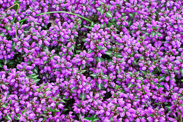 Background of a plant Lamium purpureum