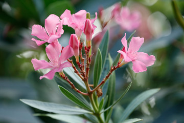 Oleander