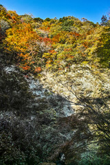 養老渓谷の紅葉