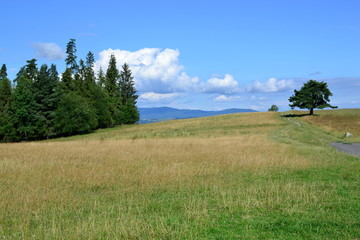 polana