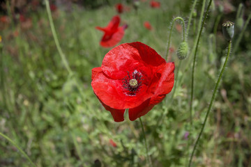 Red poppies in field