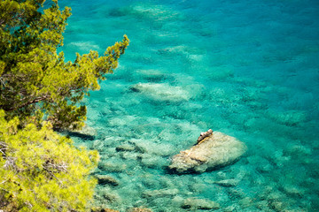 Pine tree with blue sea background Turkey