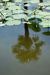 Lotus Blüten im Gartenteich