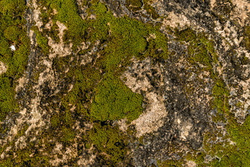 Stone texture with green moss