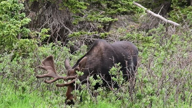 Bull Moose Eating Breakfast in Colorado