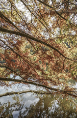 autumn leaves of a tree with reflection on a lake
