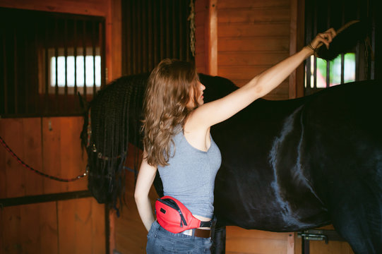 woman horseman cleans from dirt with brush Friesian horse in stables on farm, taking care of purebred pets
