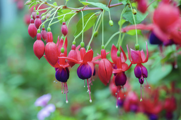 beautiful fuchsia flower hanging in nature