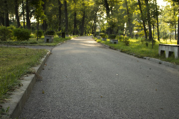 Fototapeta premium The park alley in the morning
