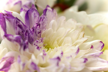 Obraz na płótnie Canvas White and purple flower close up