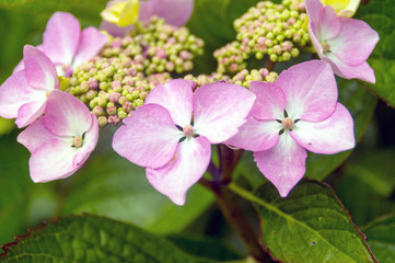 Pink Flowers