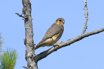 Falco columbarius. Falcon Merlin sits on the dry branches of a pine