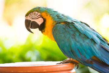 Parrot macaw, closeup on a green background