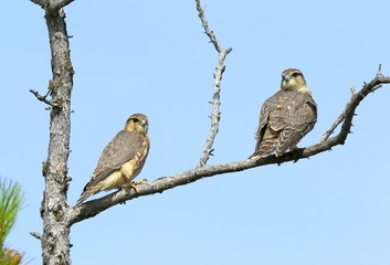 Falco columbarius. Two falcons Merlins closeup in the North of Western Siberia