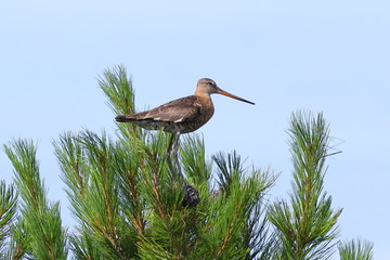 Limosa Limosa. Black-tailed Godwit at the top of the cedar on the Yamal Peninsula