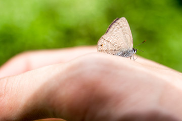 Butterfly stand on human hand