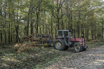 timber truck in forest during autumn