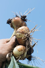 Onion harvesting in the root garden.