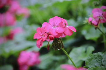 beautiful pink geranium flower blooming in garden