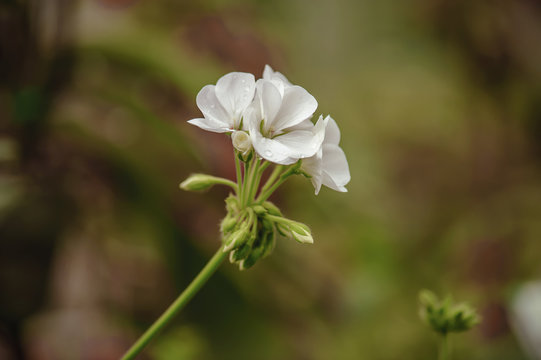 beautiful white geranium flower blooming in garden