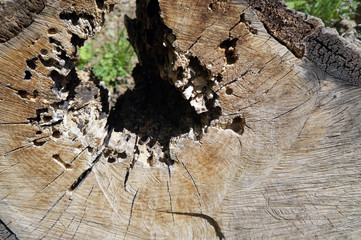 Worn tree trunk texture - 166805330