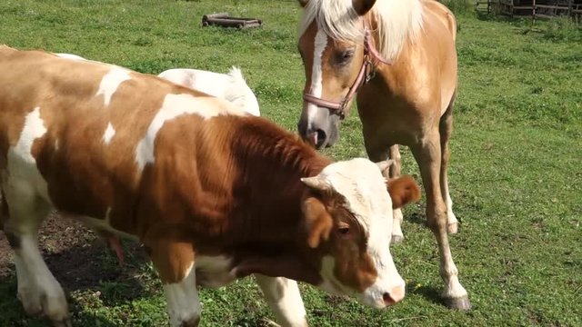 Horses and bull on the farm