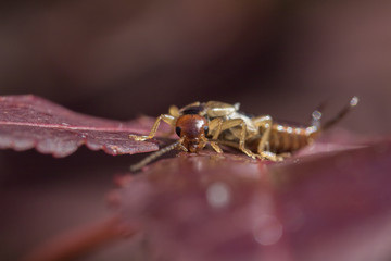 earwig