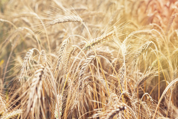 wheat on farm field