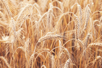Obraz premium wheat on farm field
