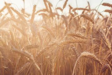 wheat on farm field