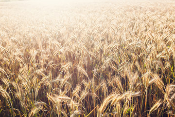 wheat on farm field