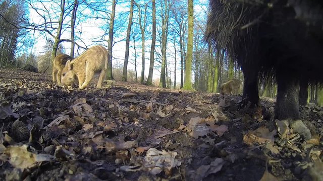 Wildschweine ganz nah, Weitwinkel, Nahaufnahme, Gopro