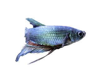 A blue siamese fighting fish