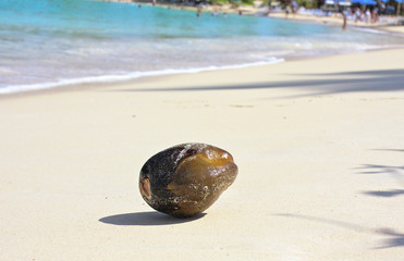 Coconut on the beach