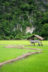 Hut in the paddy