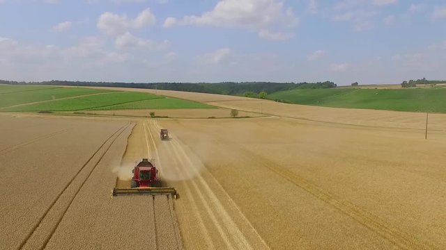 Aerial View of Combine Harvester Gathers the Golden Wheath / 4K UHDV Movie