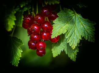 Redcurrant in my summer garden. Selective focus