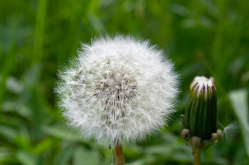 Пушистые семена одуванчика, полностью созрели и готовы к перелету.