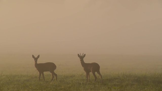 Rehwild, Bock und Ricke im Morgennebel, Sommer